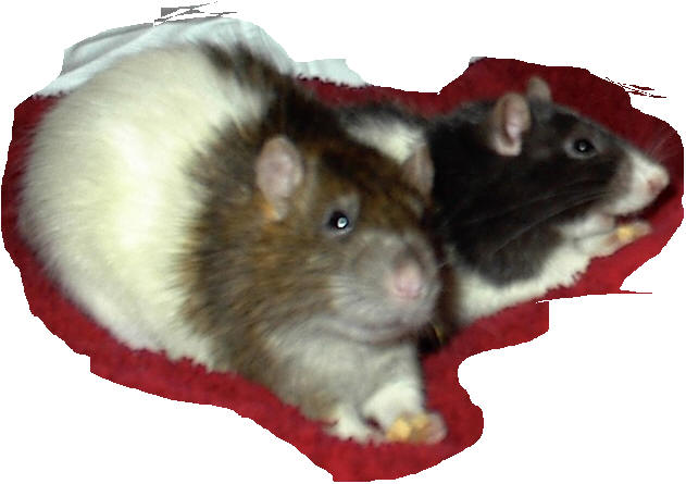 Rats are very attentive ...and hungry!